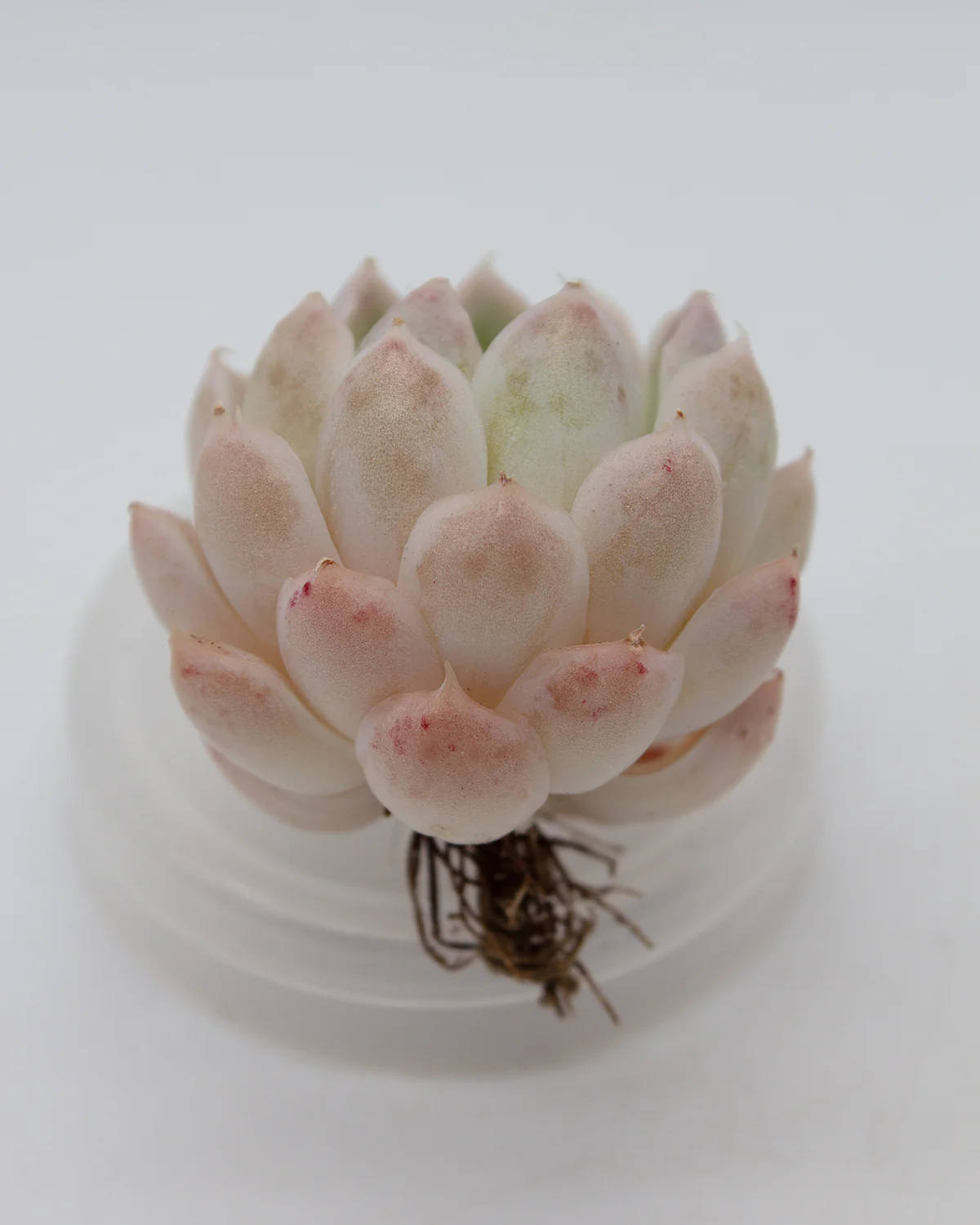 Echeveria Horay - Image 2