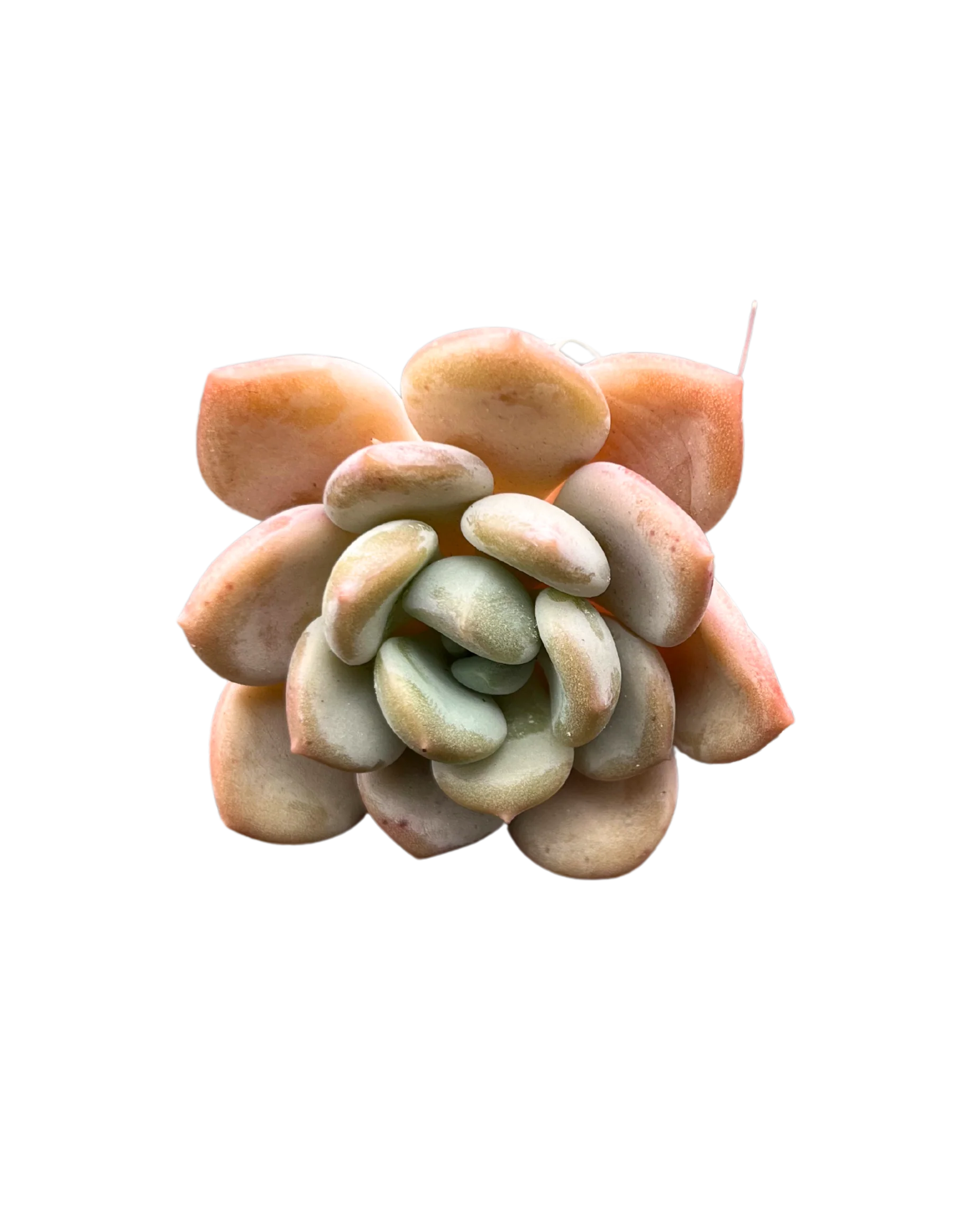 Echeveria Ice Cream
