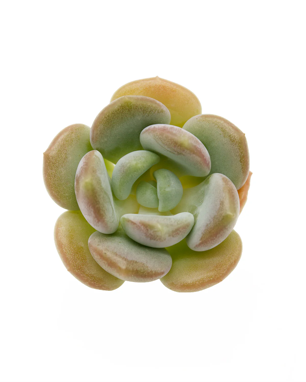 Echeveria Ice Cream - Image 3