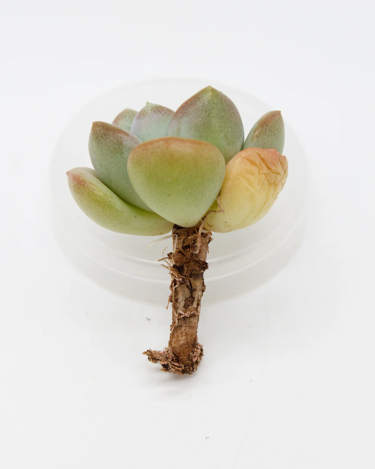 Echeveria Ice Cream - Image 4