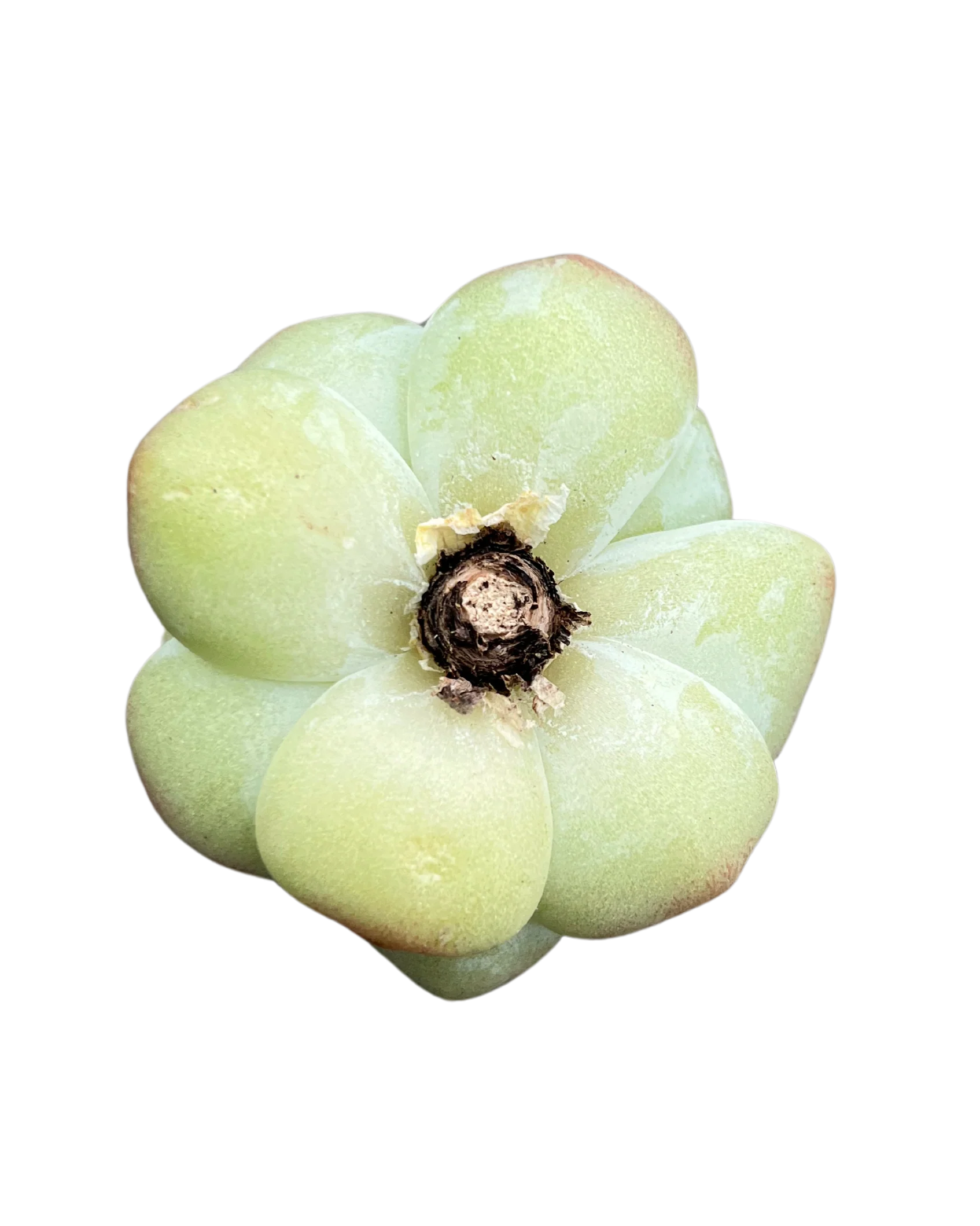 Echeveria Ice Green - Image 3
