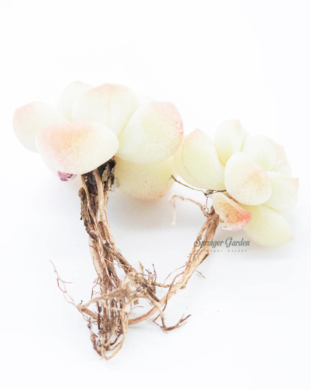 Echeveria Ice Green - Image 4