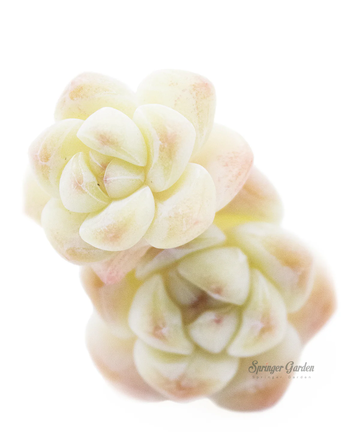 Echeveria Ice Green - Image 5