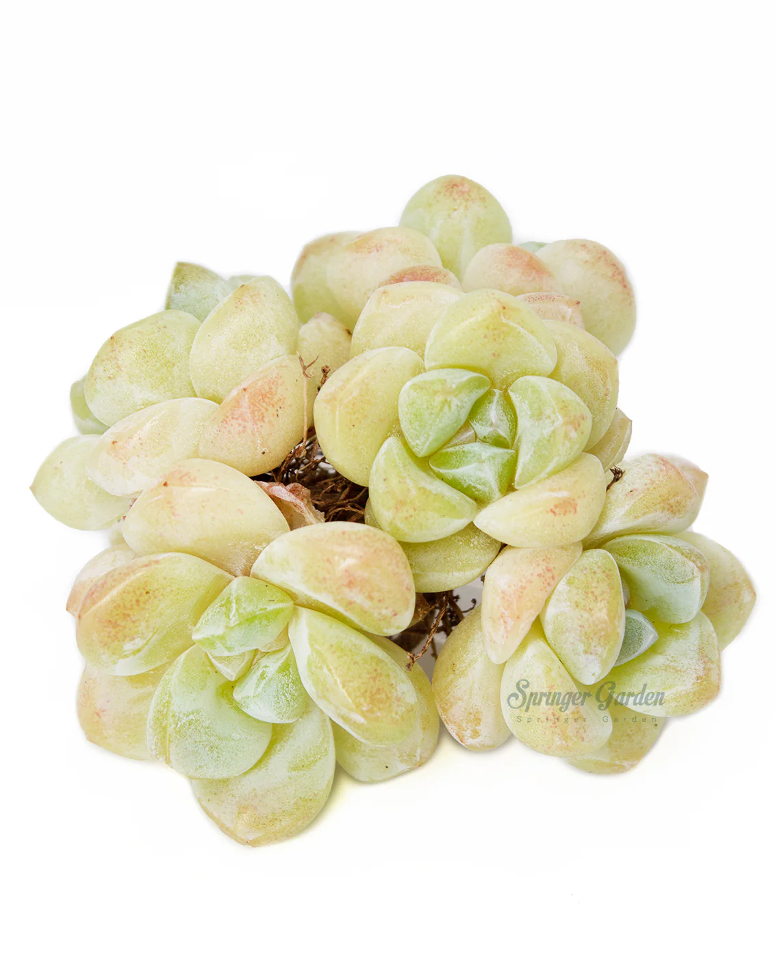 Echeveria Ice Green - Image 6