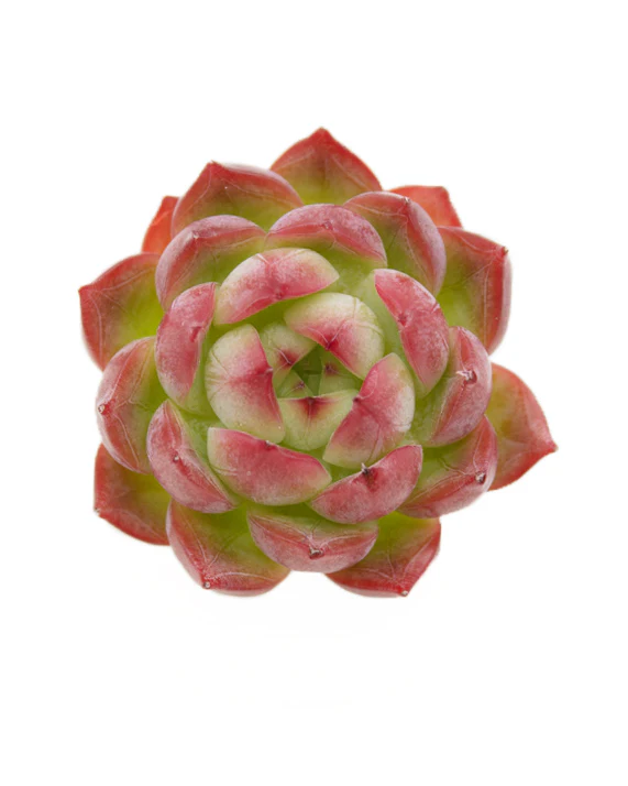Echeveria Icoiris
