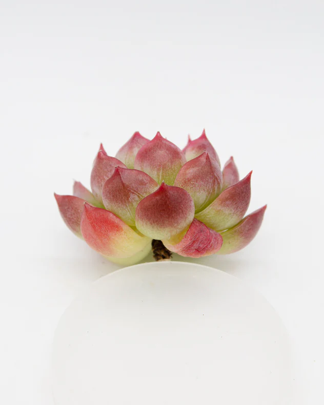 Echeveria Icoiris - Image 2