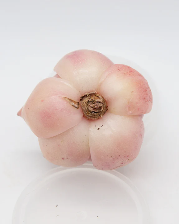 Echeveria Jade Star - Image 2