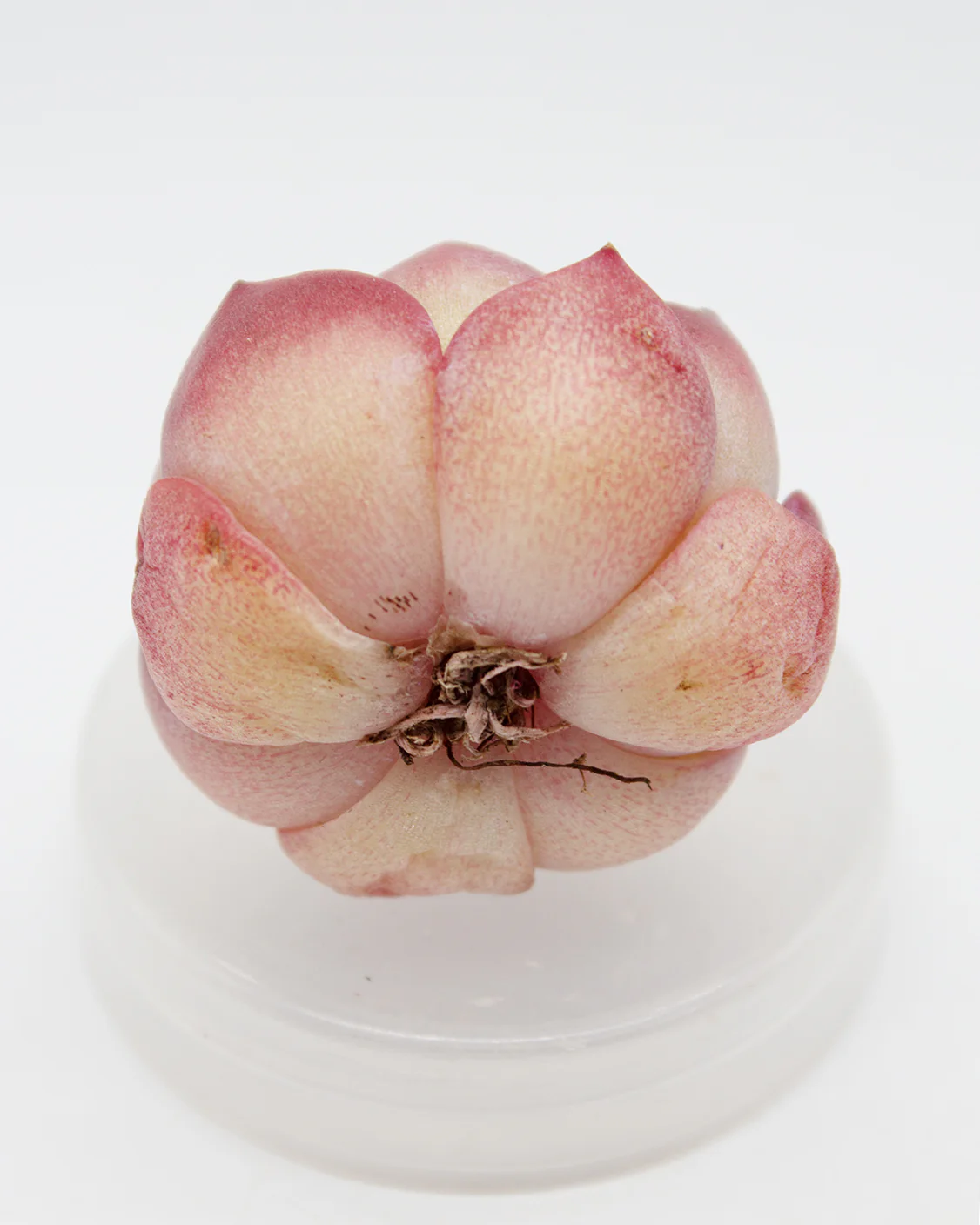 Echeveria Jelly Carol - Image 2