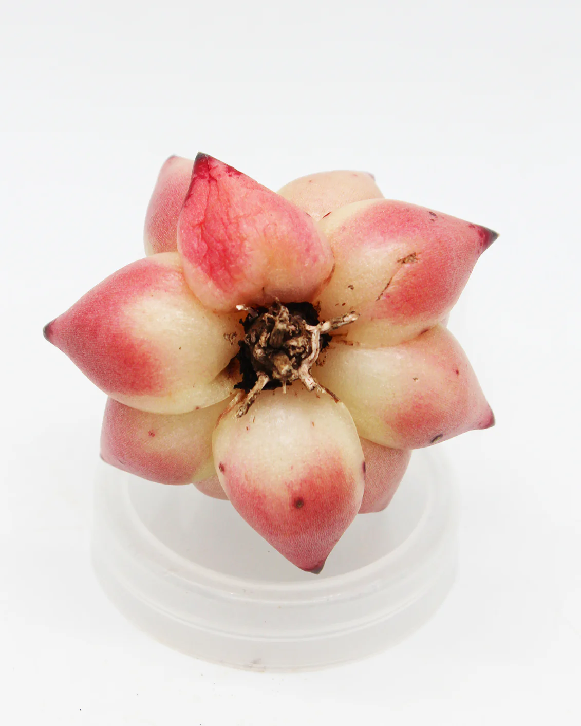 Echeveria Jelly Cassiopeia - Image 2