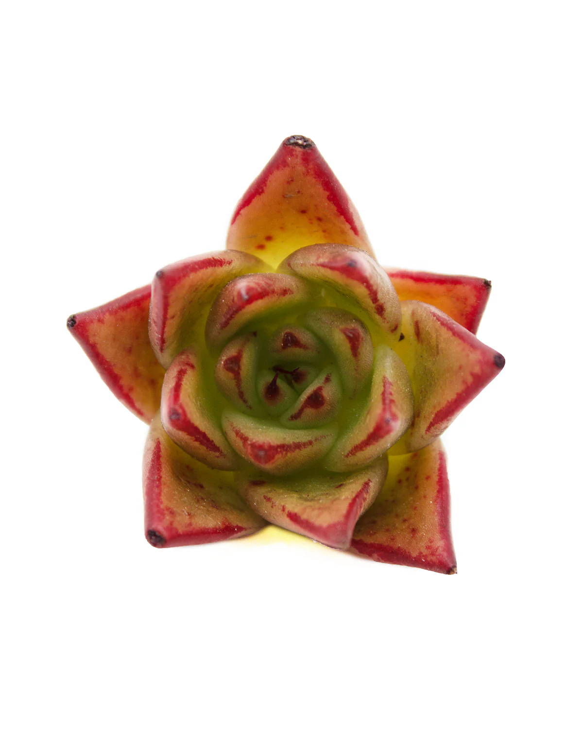 Echeveria Jelly Cassiopeia - Image 5