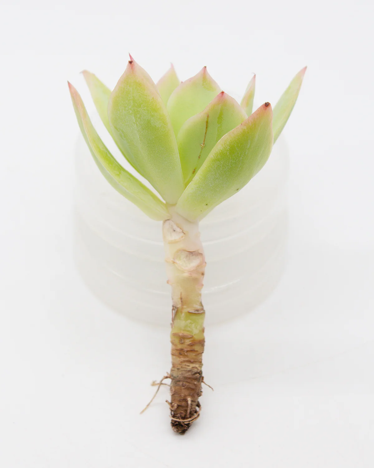Echeveria Joy - Image 2