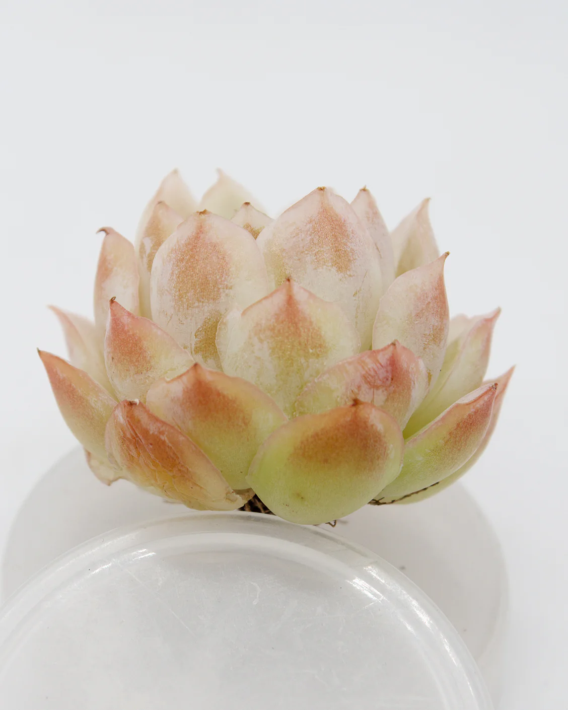 Echeveria Jungwol - Image 2