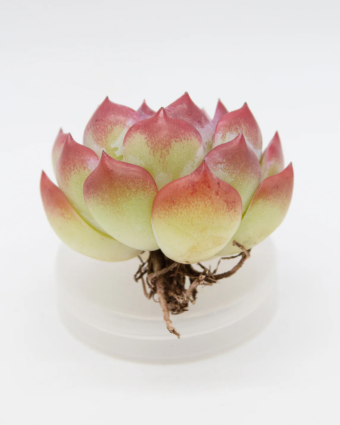Echeveria Keralean - Image 2