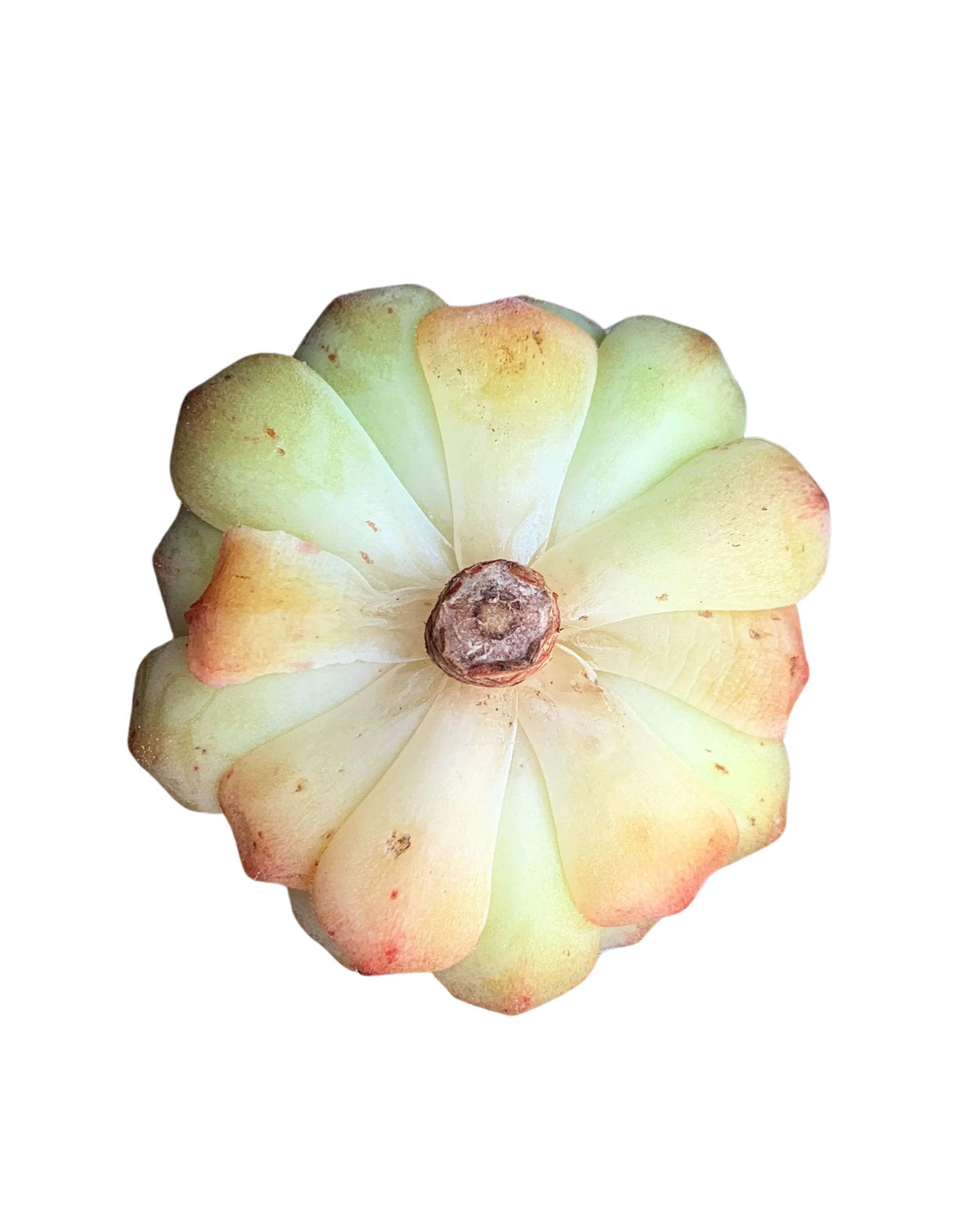 Echeveria Kircheriana - Image 2
