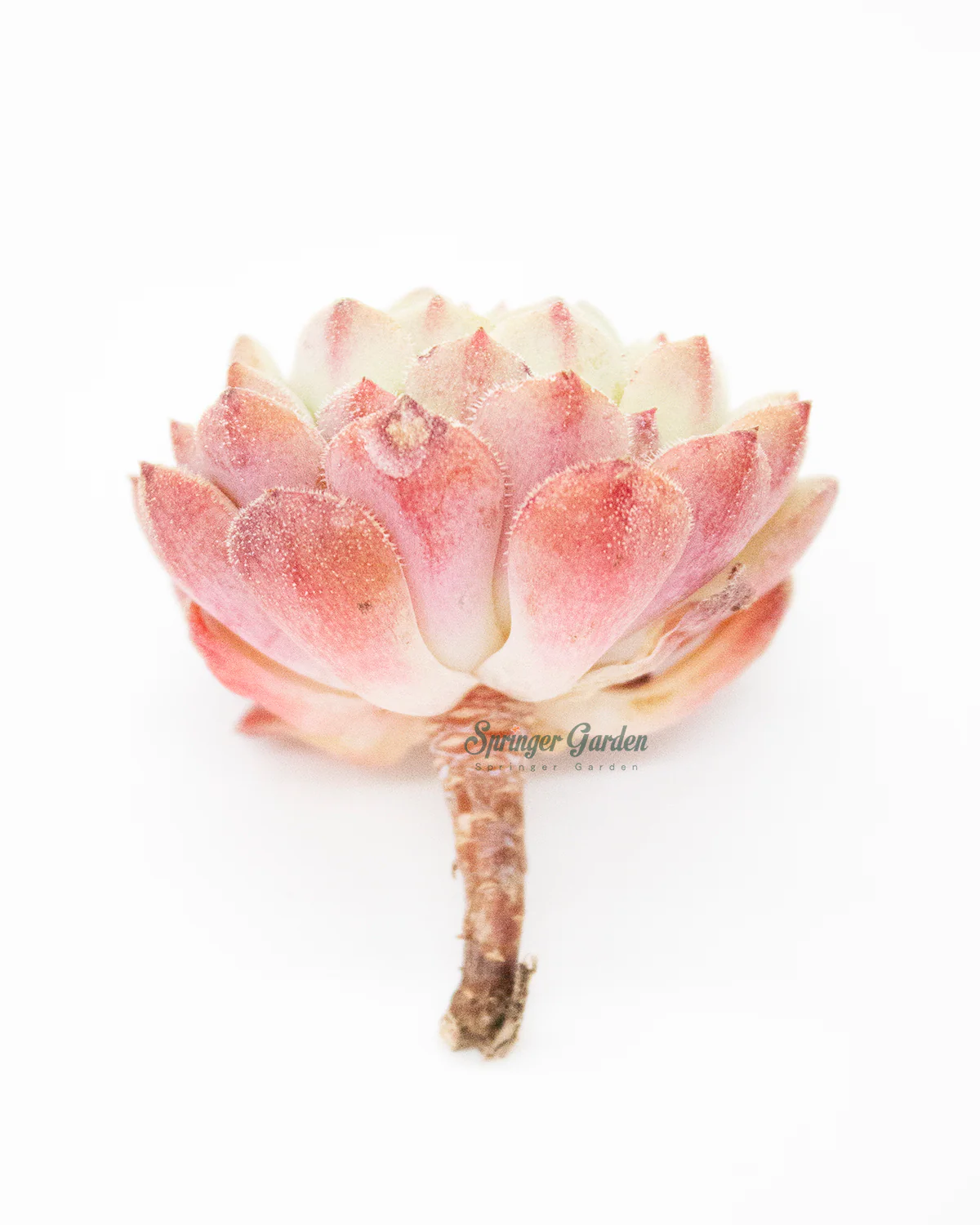 Echeveria Kircheriana - Image 4