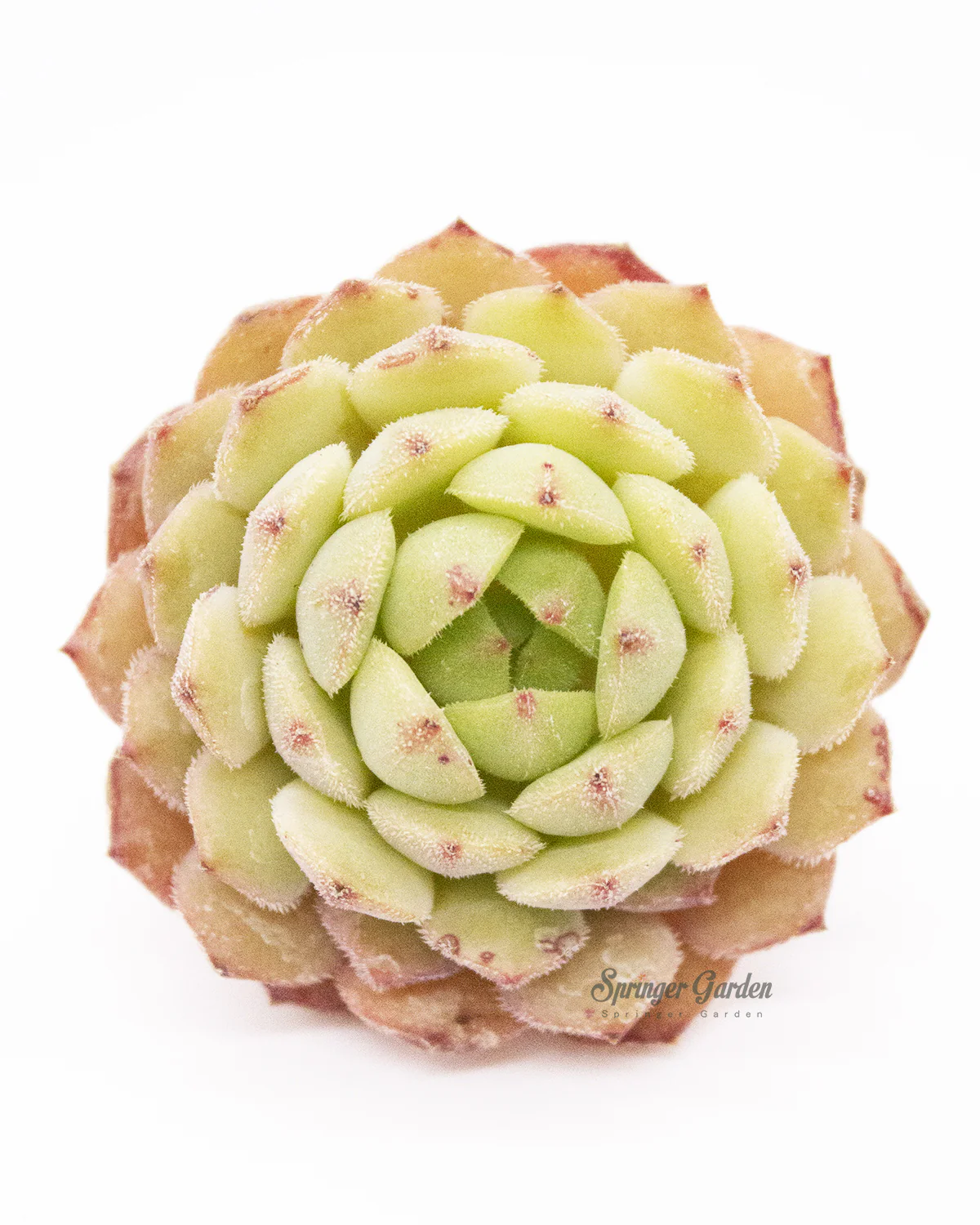 Echeveria Kircheriana - Image 5