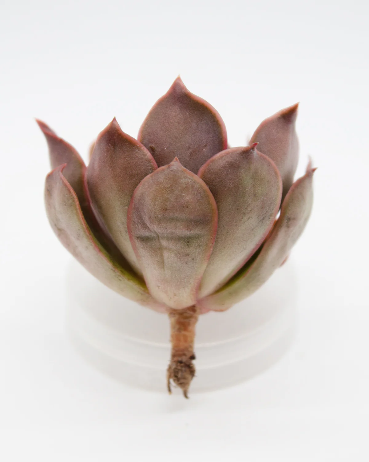 Echeveria Kisses - Image 2
