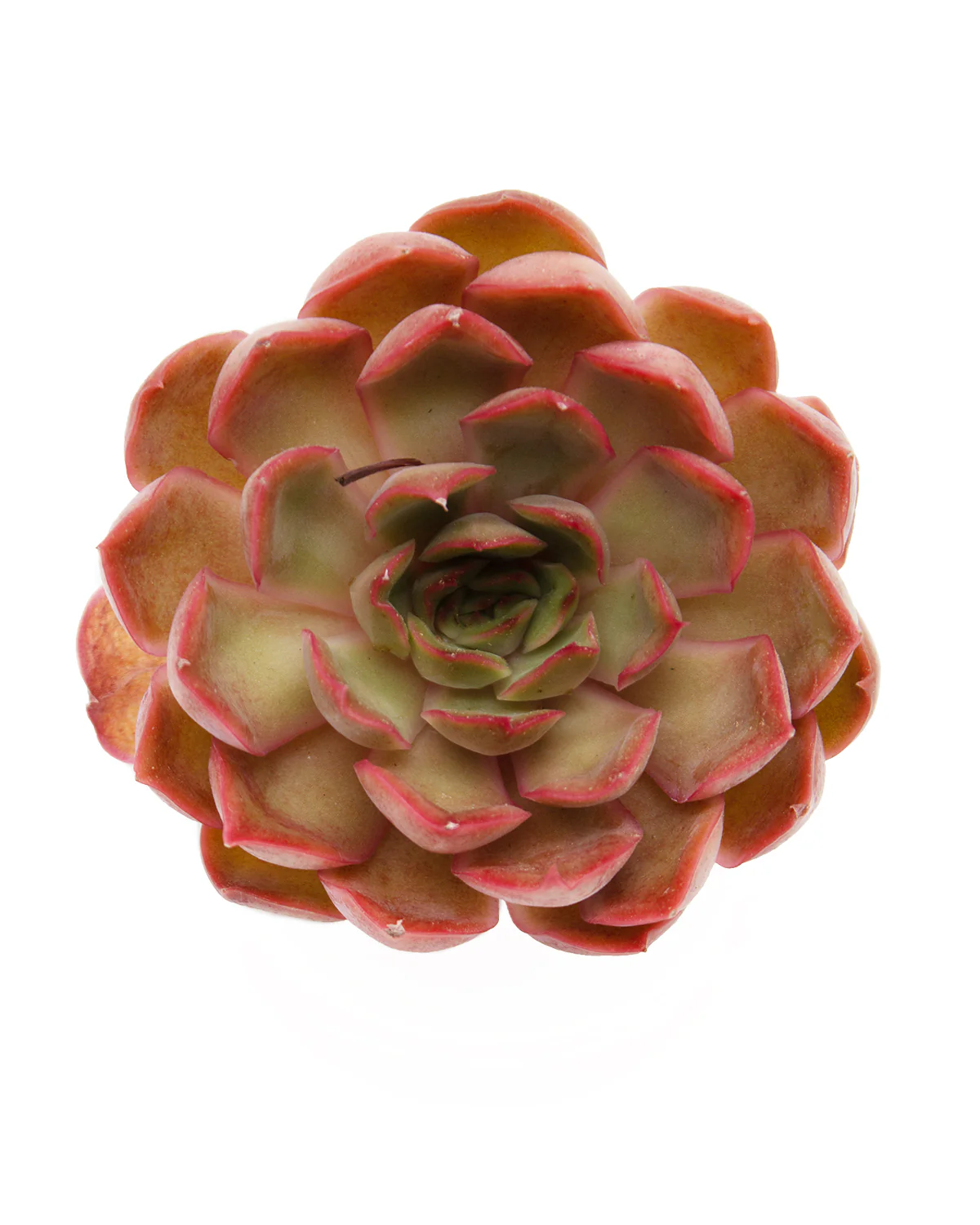 Echeveria Kisses - Image 3
