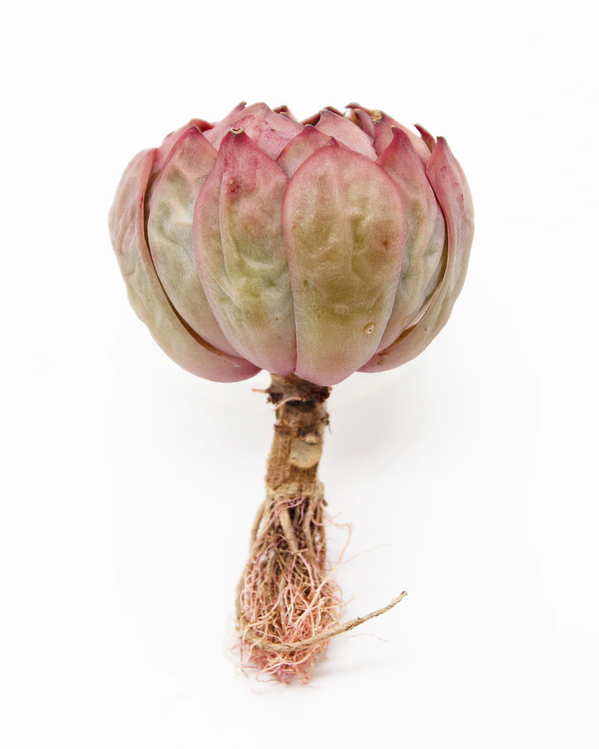 Echeveria Kisses - Image 4