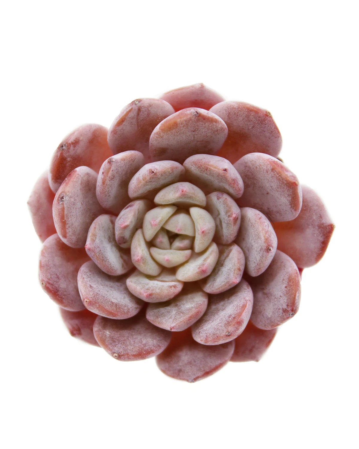 Echeveria Lapine