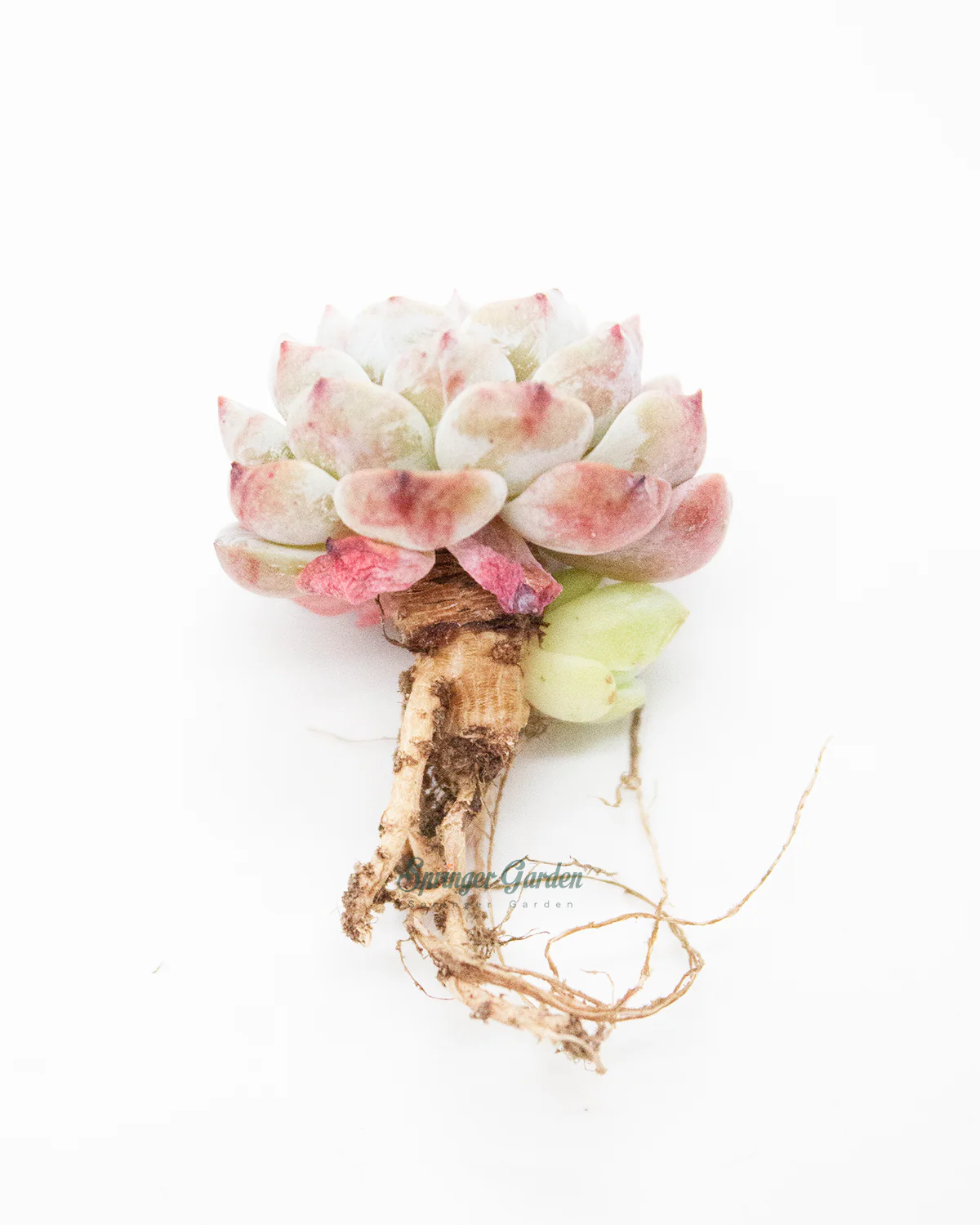Echeveria Lapine - Image 2