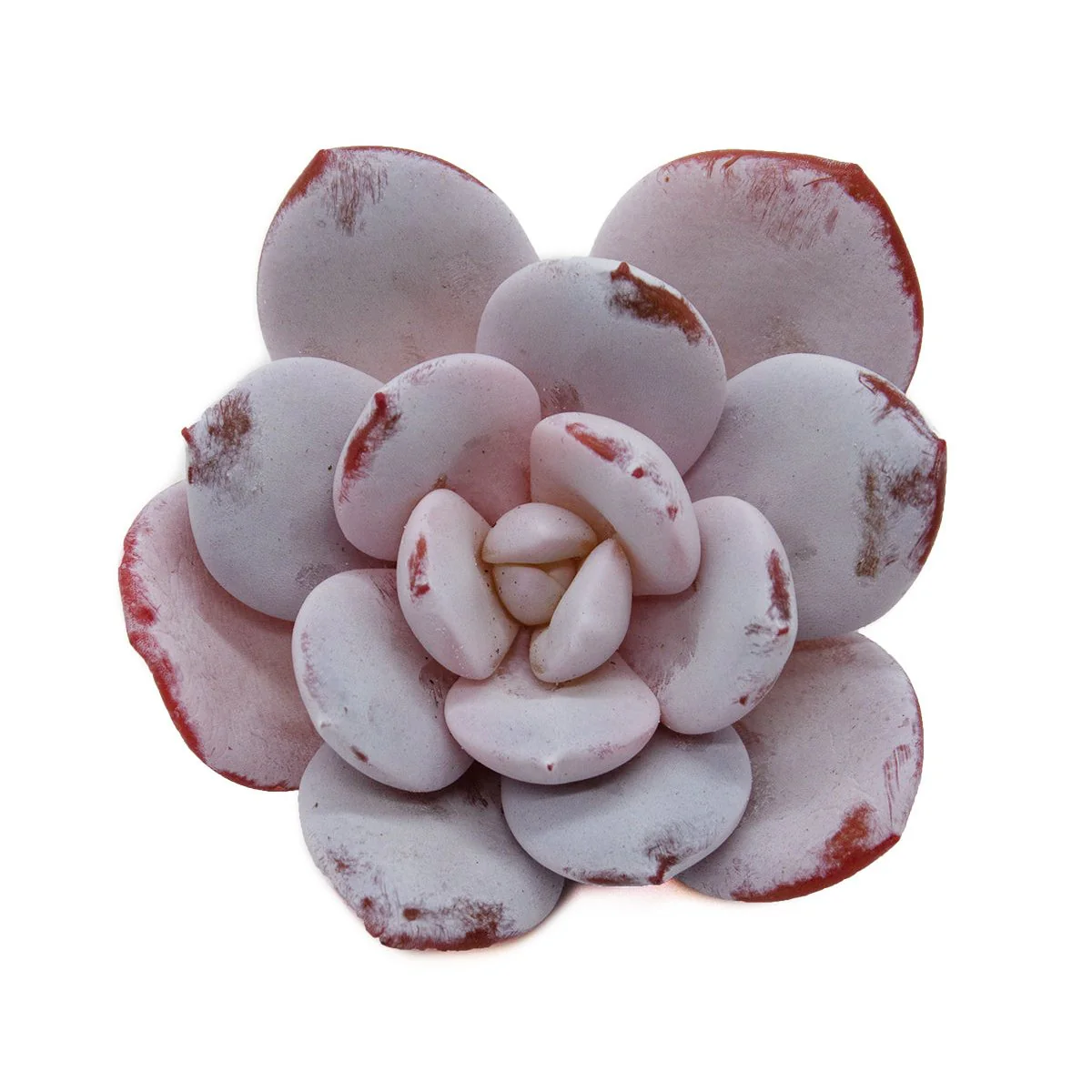 Echeveria Laui