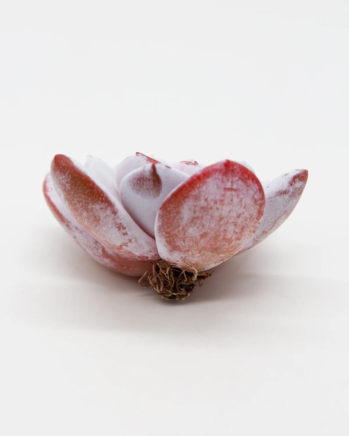 Echeveria Laui - Image 2