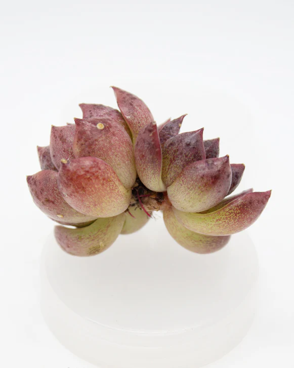 Echeveria Laui x Clavatum - Image 2