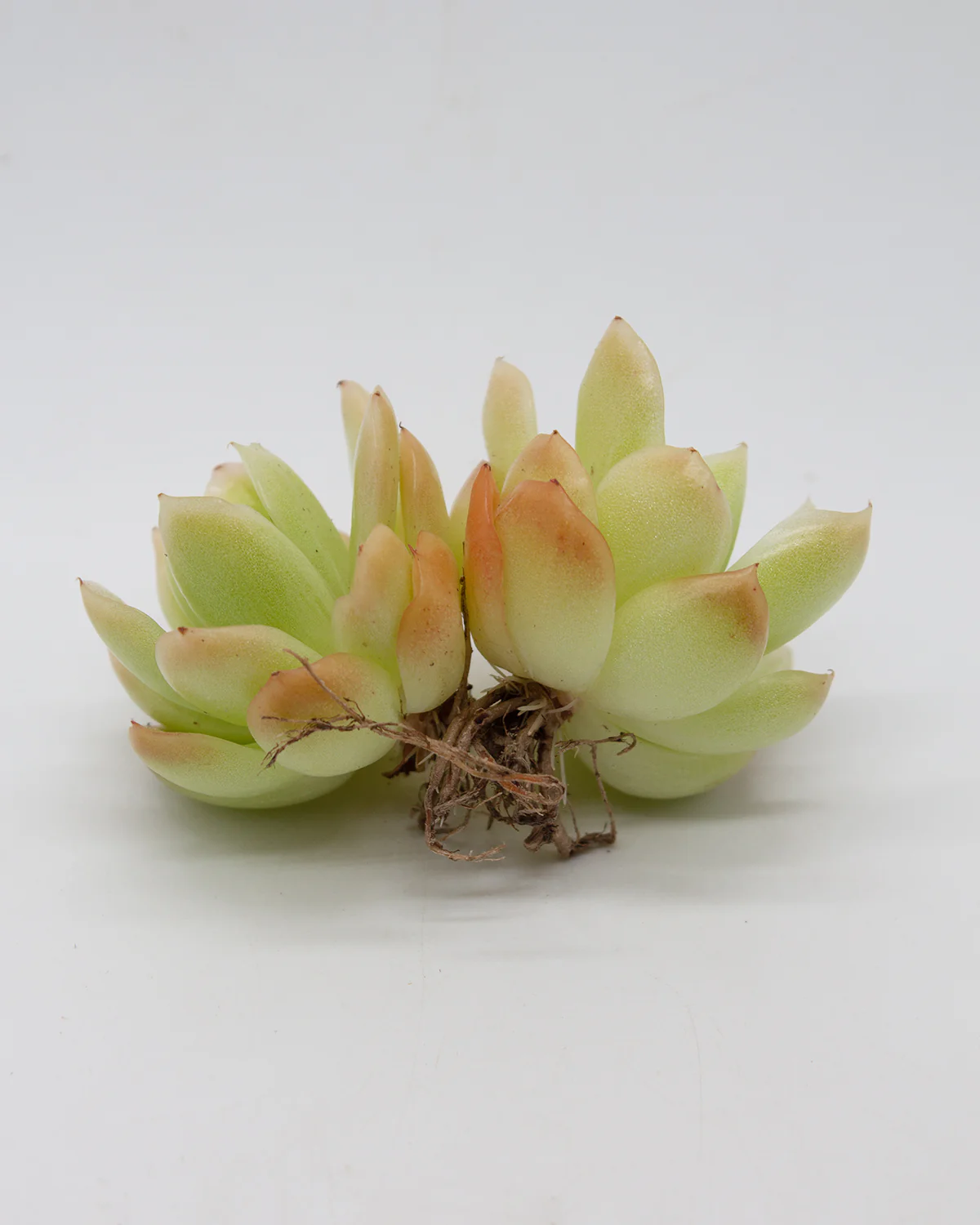 Echeveria Lazaga - Image 2