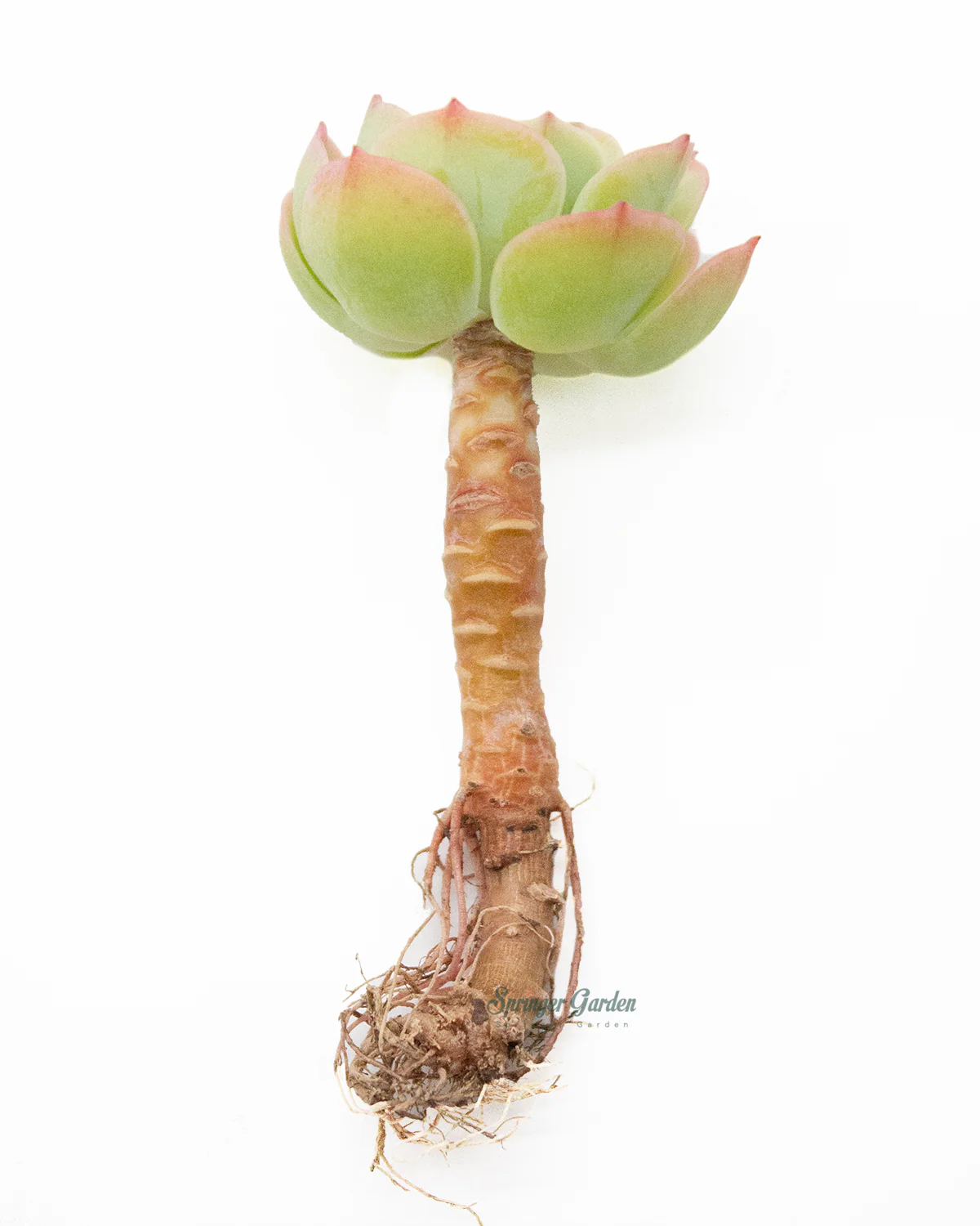 Echeveria Lemon Rose - Image 2