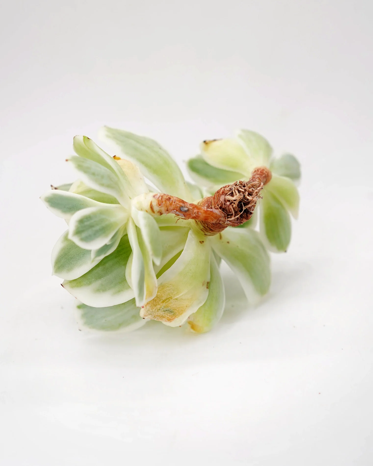 Echeveria Lemon Rose var. - Image 2