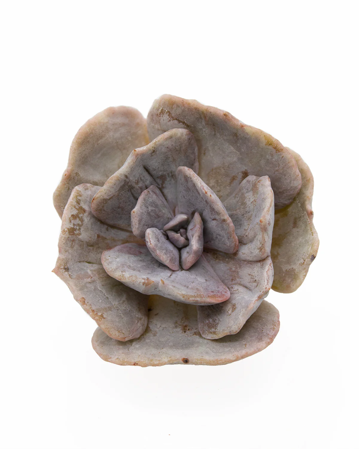 Echeveria Lilacina