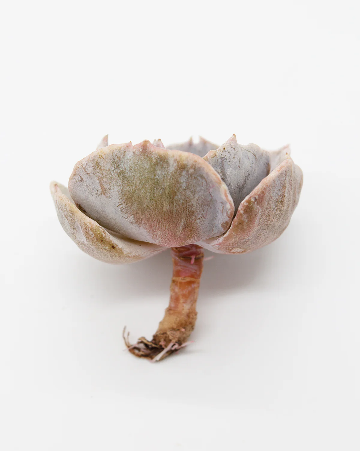 Echeveria Lilacina - Image 2
