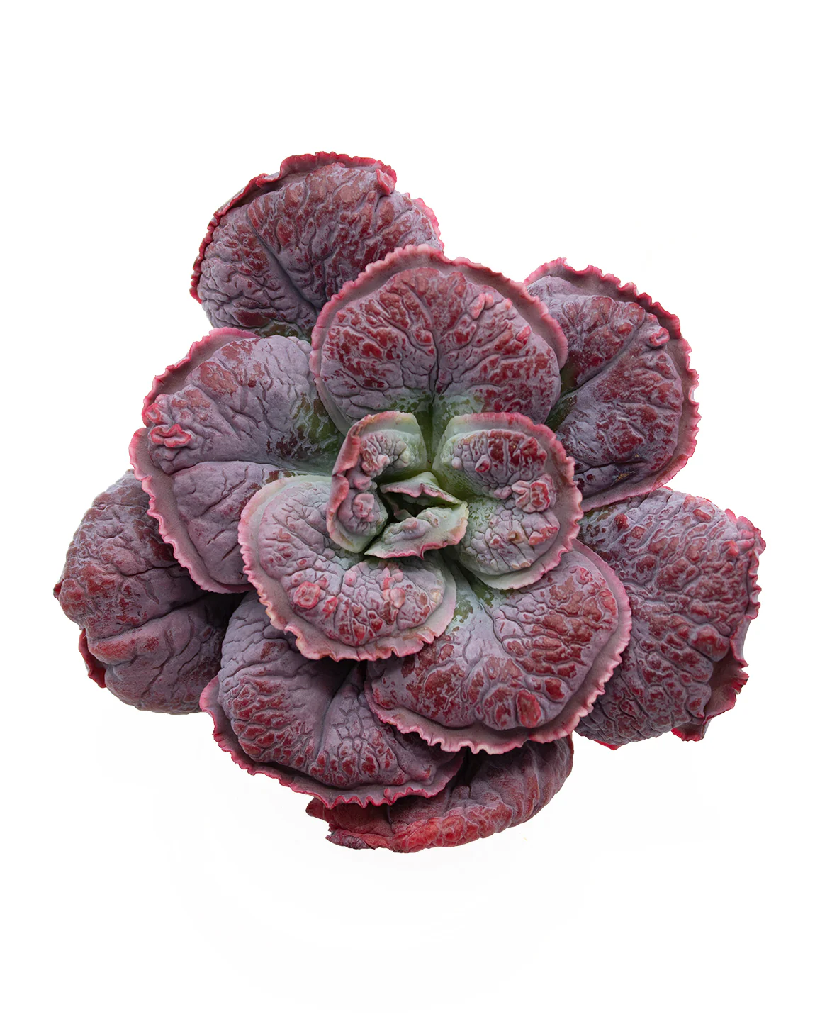 Echeveria Linguas - Image 3