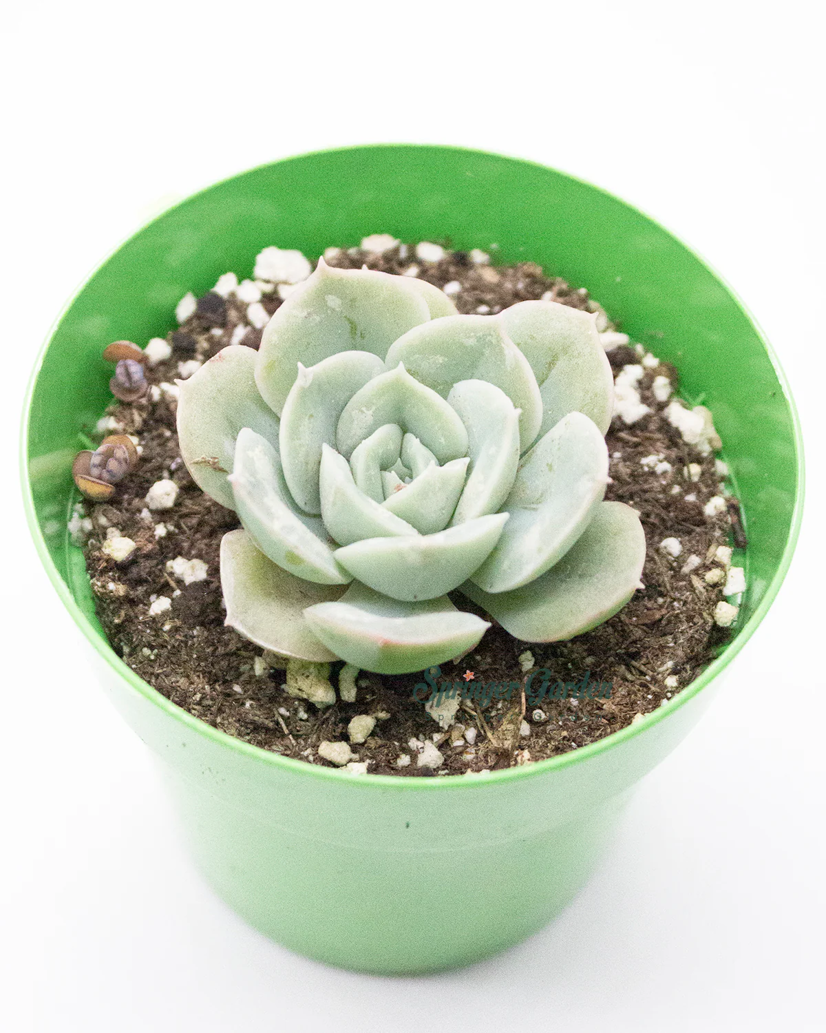 Graptoveria ‘Lovely Rose’ - Image 2