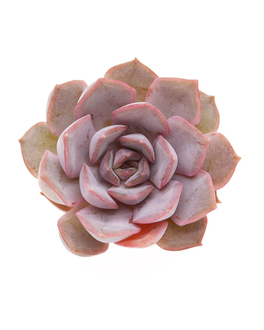 Echeveria Lucinda