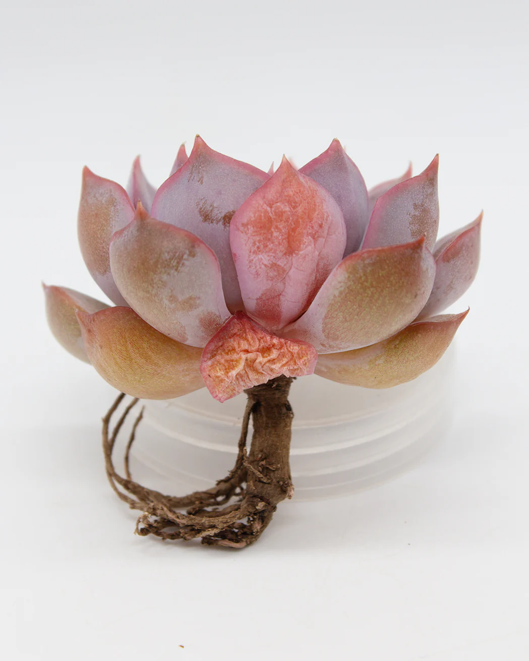 Echeveria Lucinda - Image 2