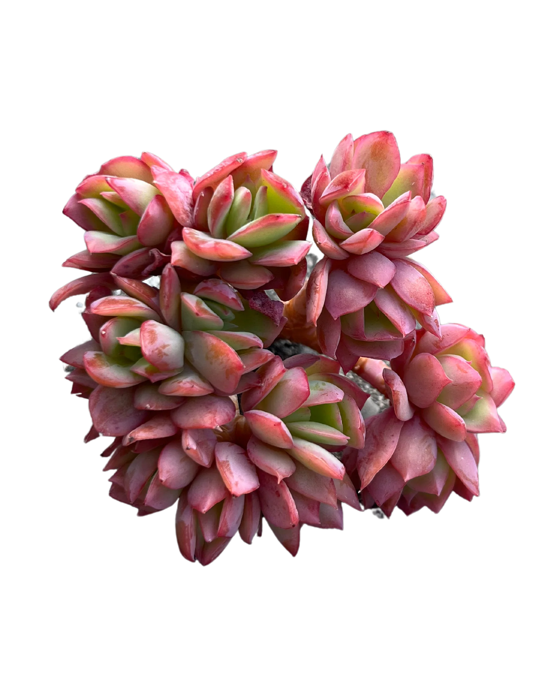 Echeveria Luella - Image 2