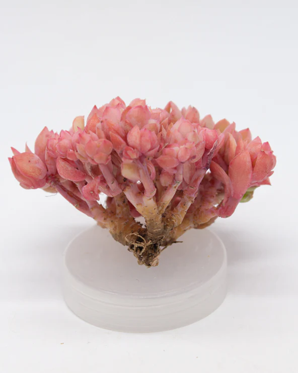 Echeveria Luella - Image 4