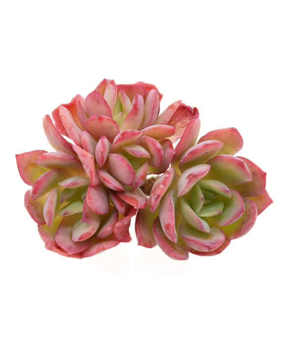 Echeveria Luella - Image 5