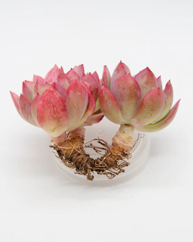 Echeveria Luella - Image 6