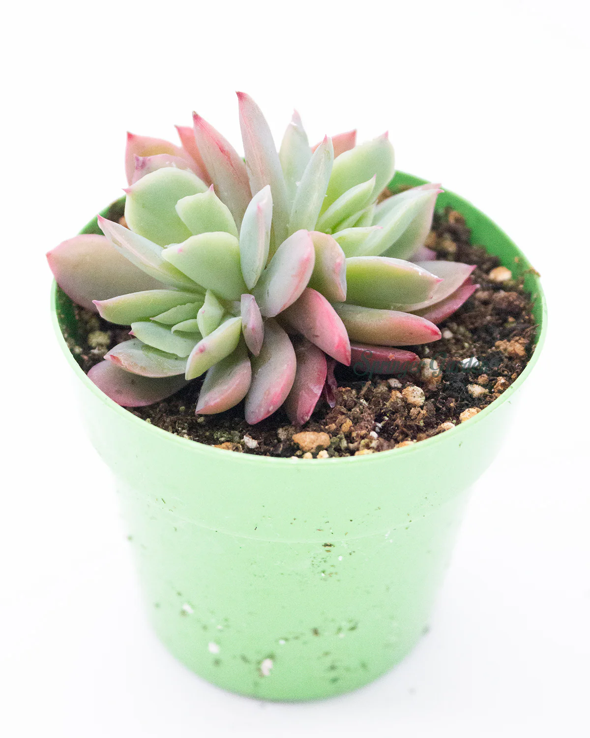 Echeveria Luella