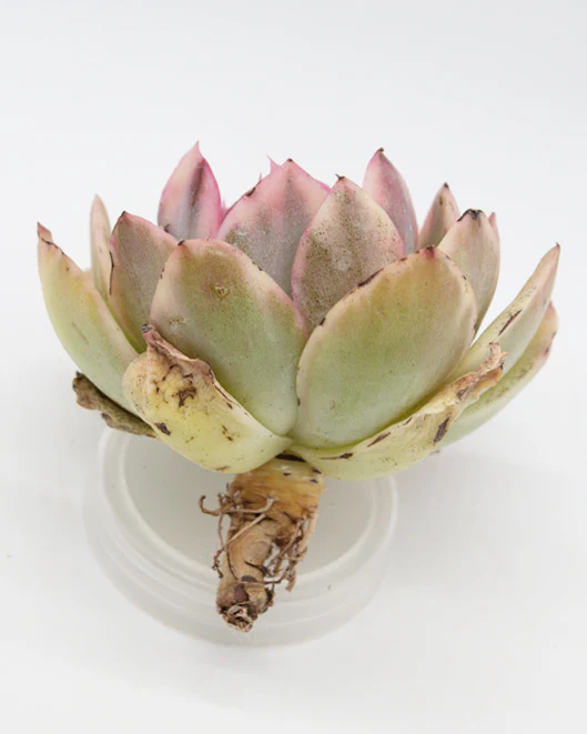 Echeveria Luella var. - Image 2