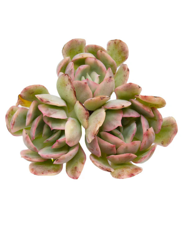 Echeveria Luella var. - Image 3