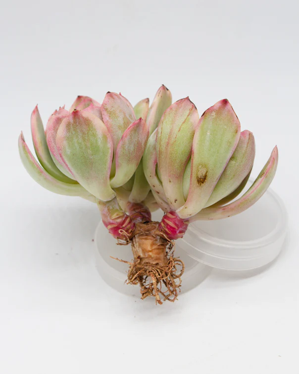 Echeveria Luella var. - Image 4