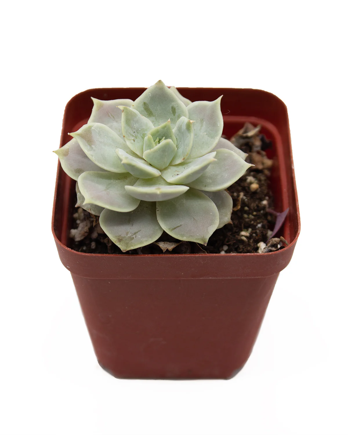 Echeveria Luna Rossa - Image 2