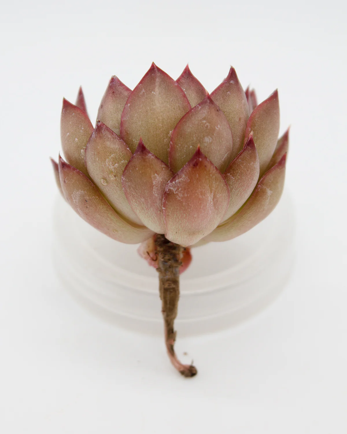 Echeveria Mabina hyb. - Image 2