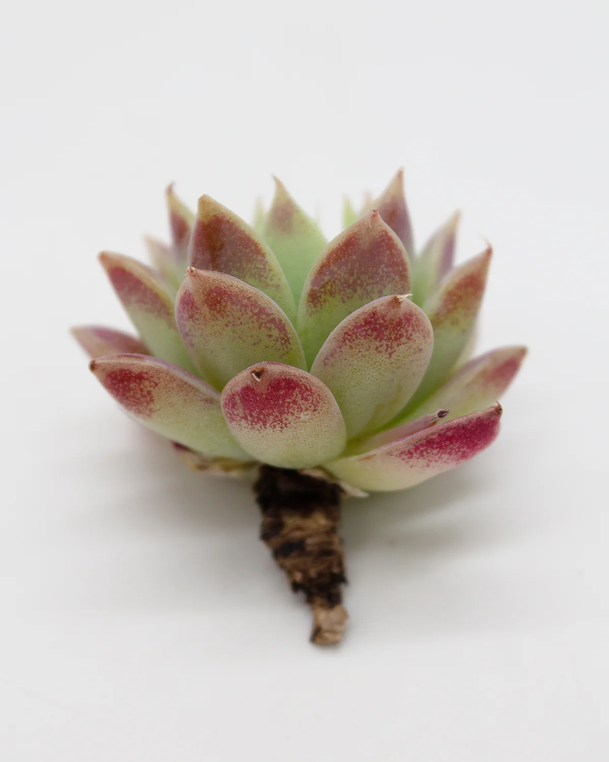 Echeveria Macdougallii - Image 2