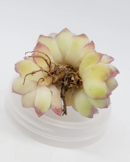 Echeveria Macintosh - Image 2