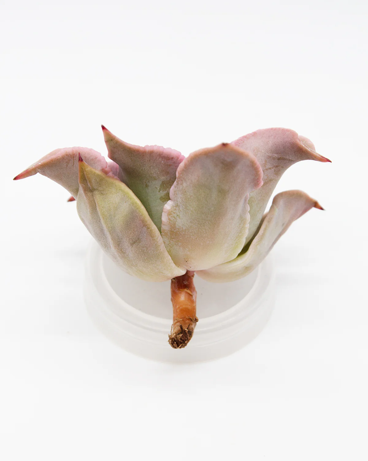 Echeveria Madiba - Image 4